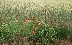 17- La nature reprend ses droits